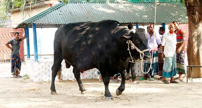 ‘মেহেরপুরে রাজাবাবুর’ দাম ২৫ লাখ, ‘মনুর’ ২০